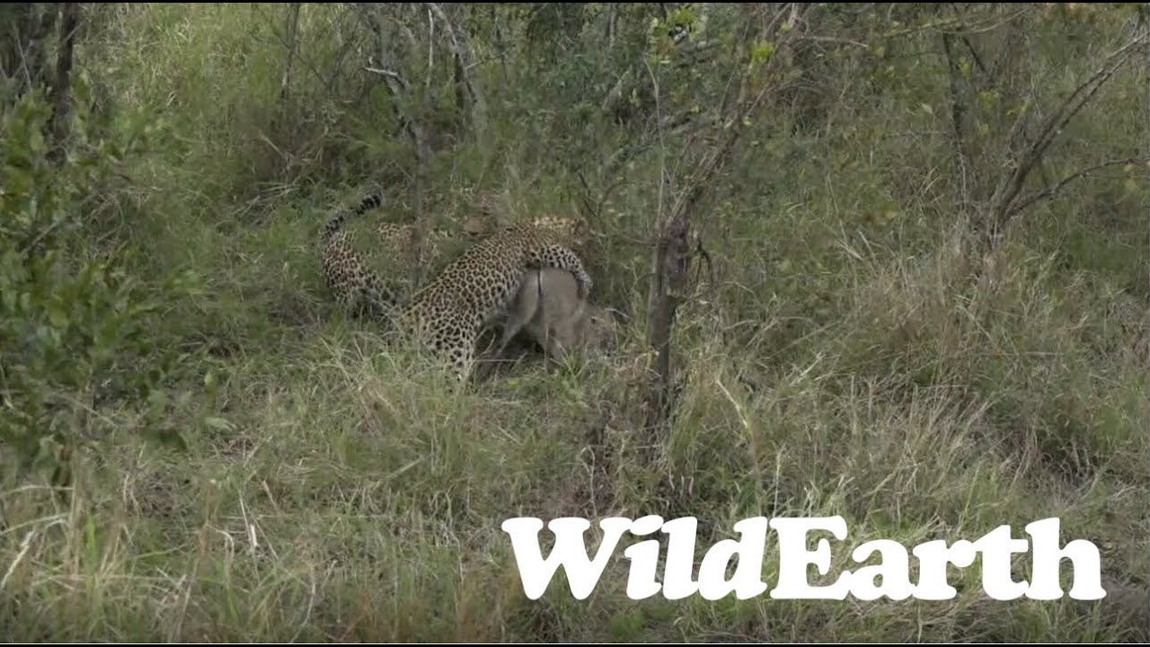 Incredible sighting of Talalmba's cub hunting a duiker.
