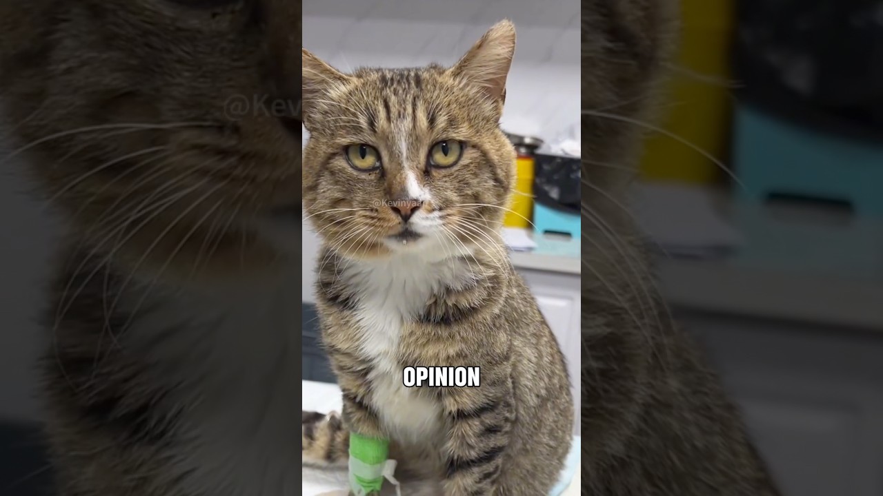&ldquo;From Despair to Miracle:The Incredible Recovery of a paralyzed kitten&rdquo;#shorts #animals #fyp #pets