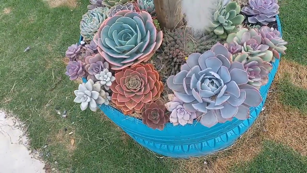 Como Eu aplico sulfato de cobre nas minhas suculentas ♥️