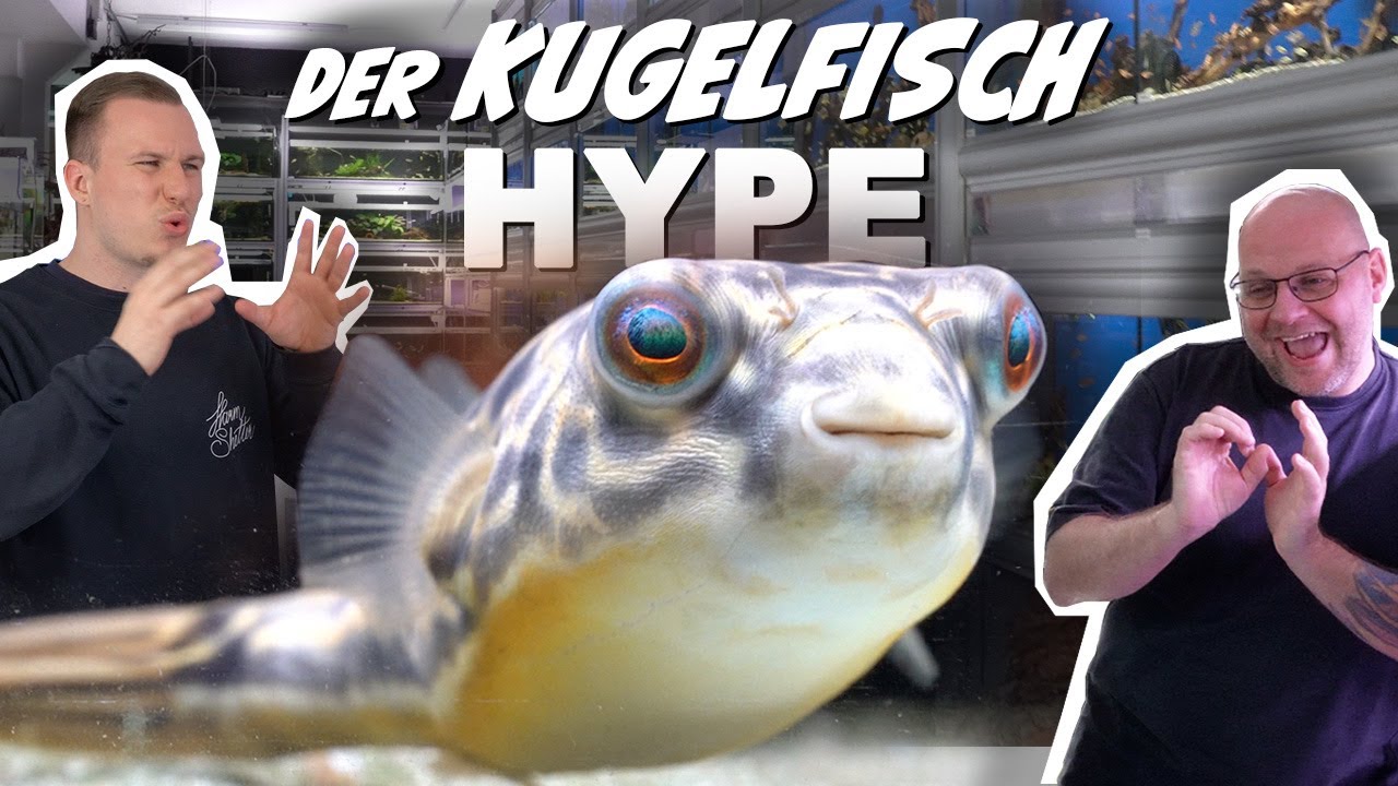 KUGELFISCHE IM HYPE - Die richtige Aquarienhaltung - Süßester Fisch der Welt - feat. @TOMIG