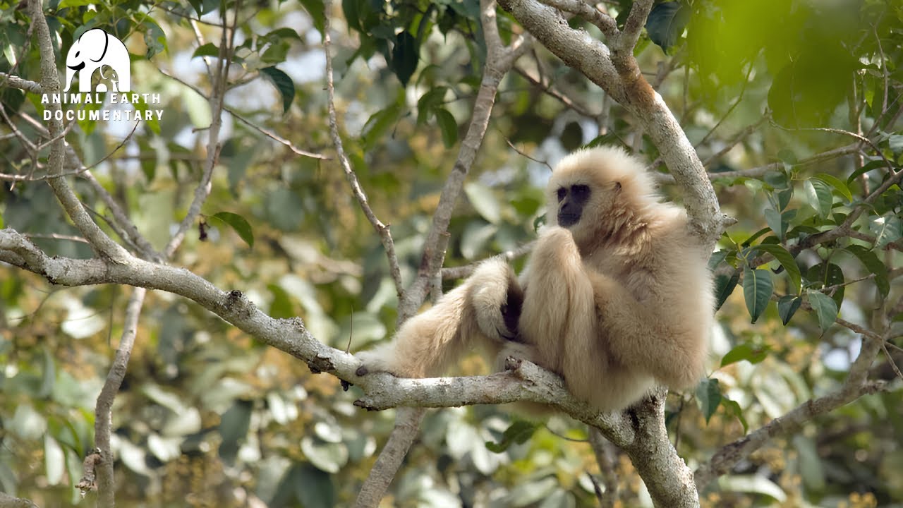 Удивительное выживание приматов в джунглях 🌿 | Угрозы, с которыми сталкиваются приматы в Южной Азии