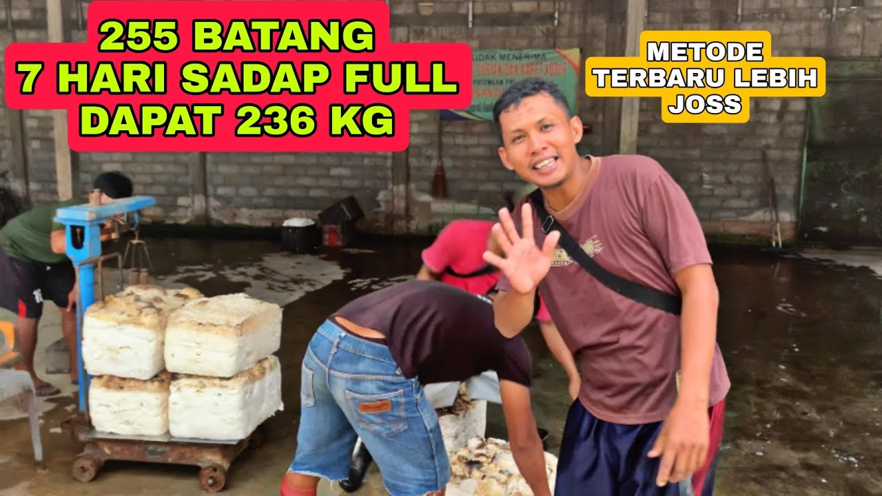 METODE TERBARU UNTUK HASIL GETAH KARET SEMAKIN BANYAK