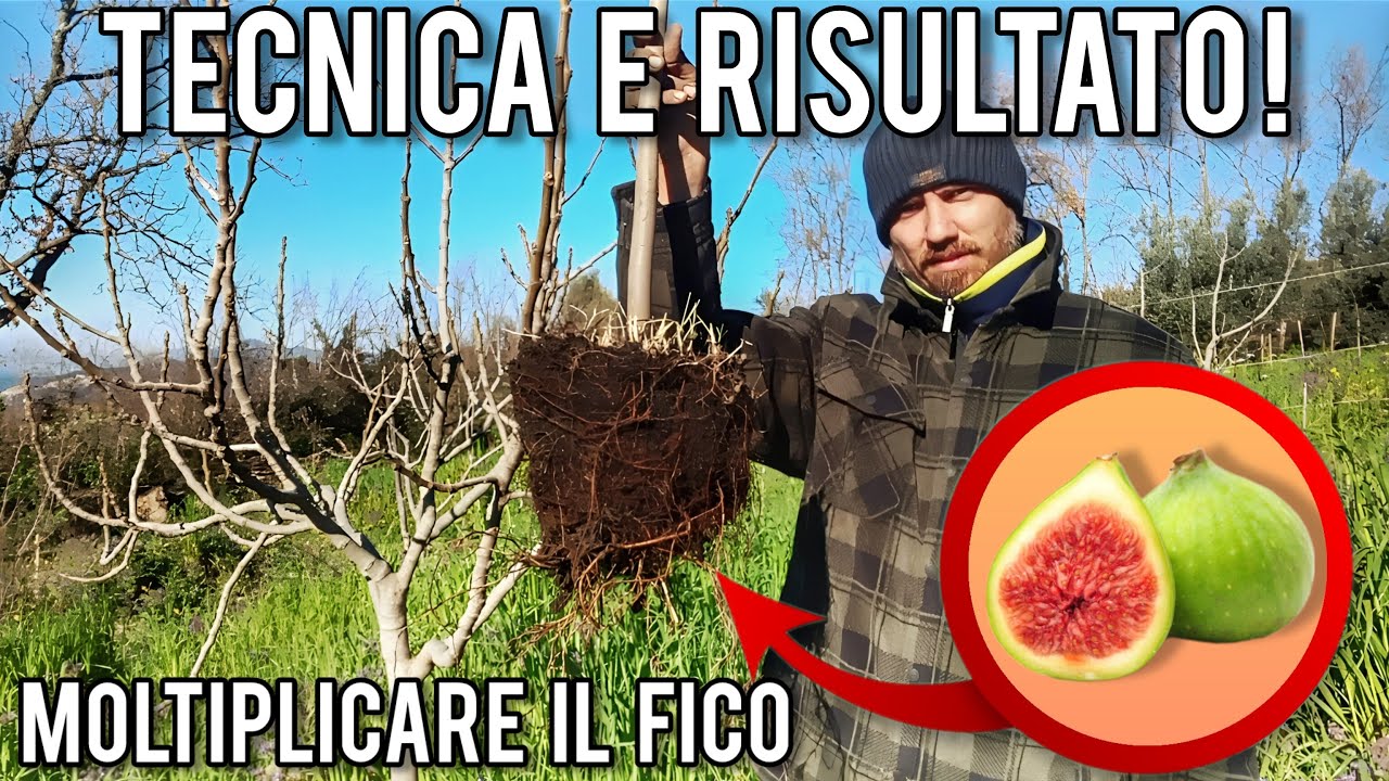 Margotta di fico: tecnica di moltiplicazione e risultato!