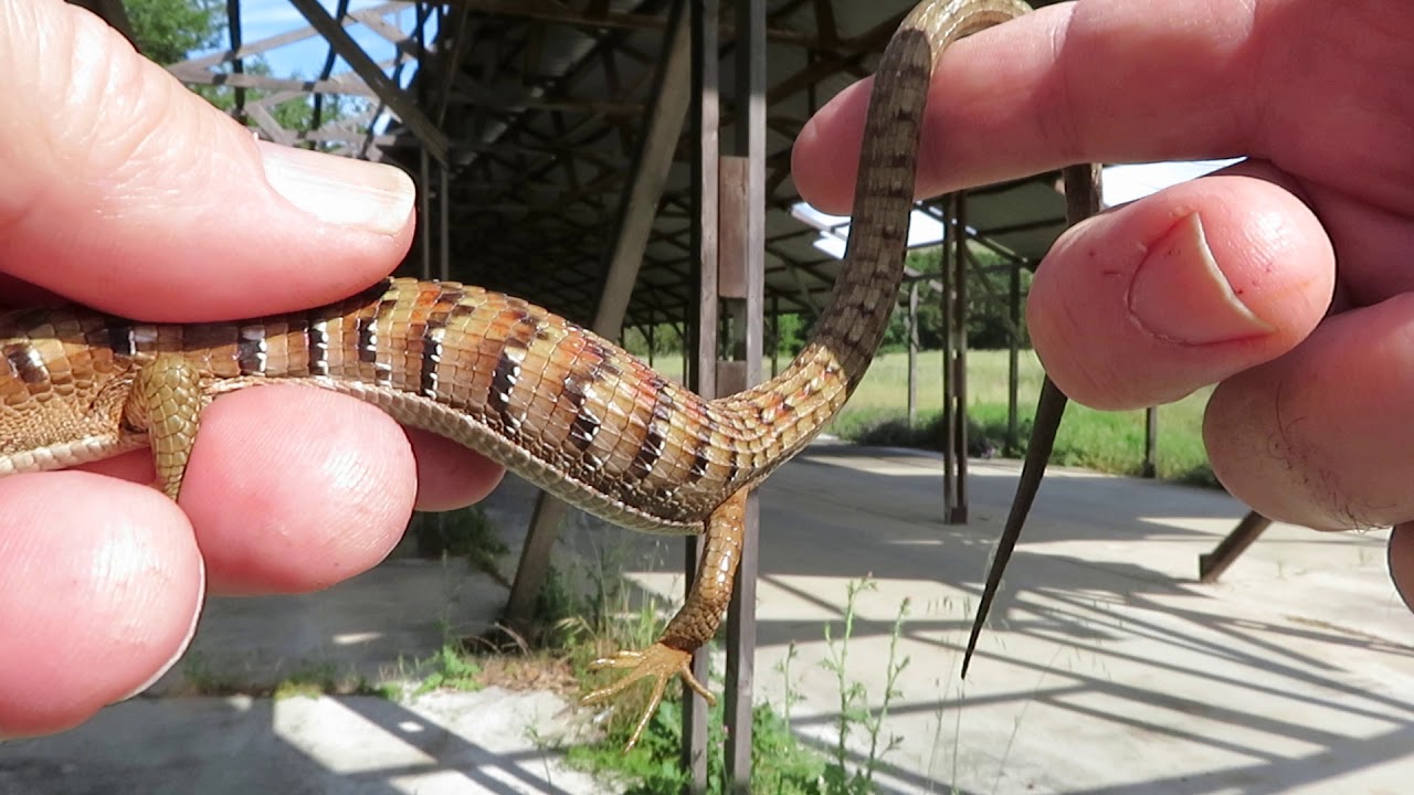 The Most Beautiful Alligator Lizard Ever Found