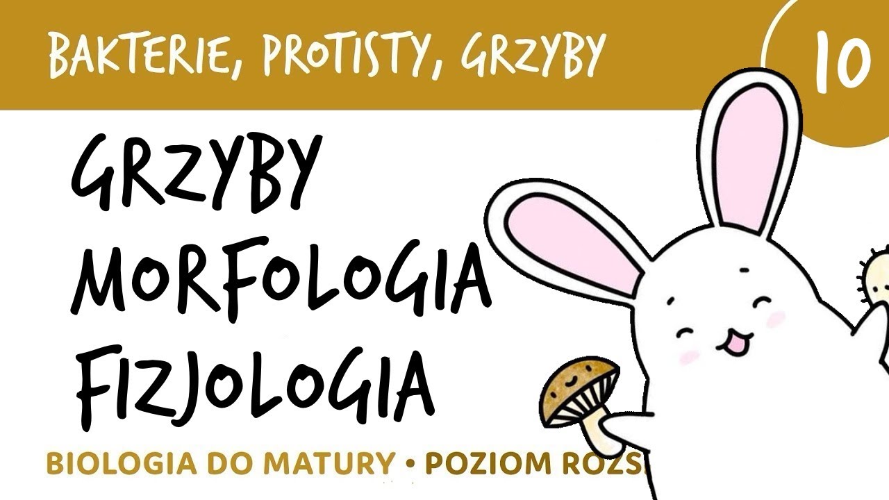 Bakterie protisty i grzyby 10 🦠Grzyby - morfologia i czynności życiowe - biologia do matury