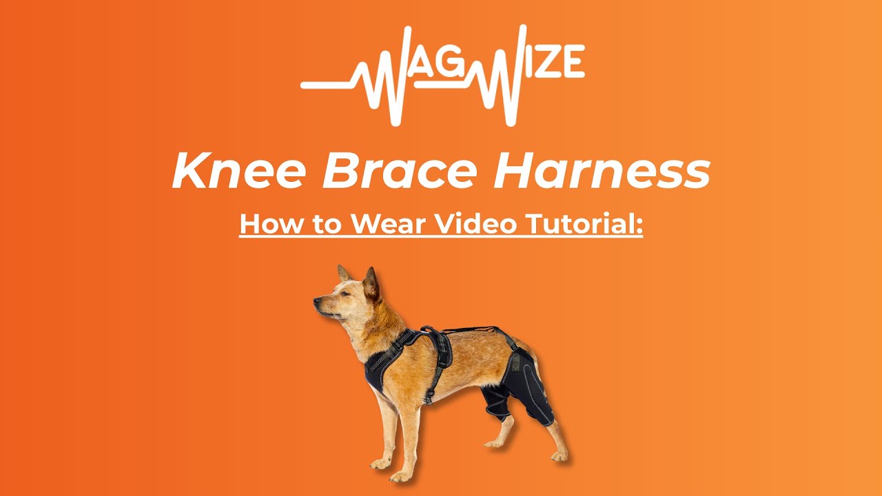 Wag Wize Knee Brace Harness How to Wear Video Tutorial