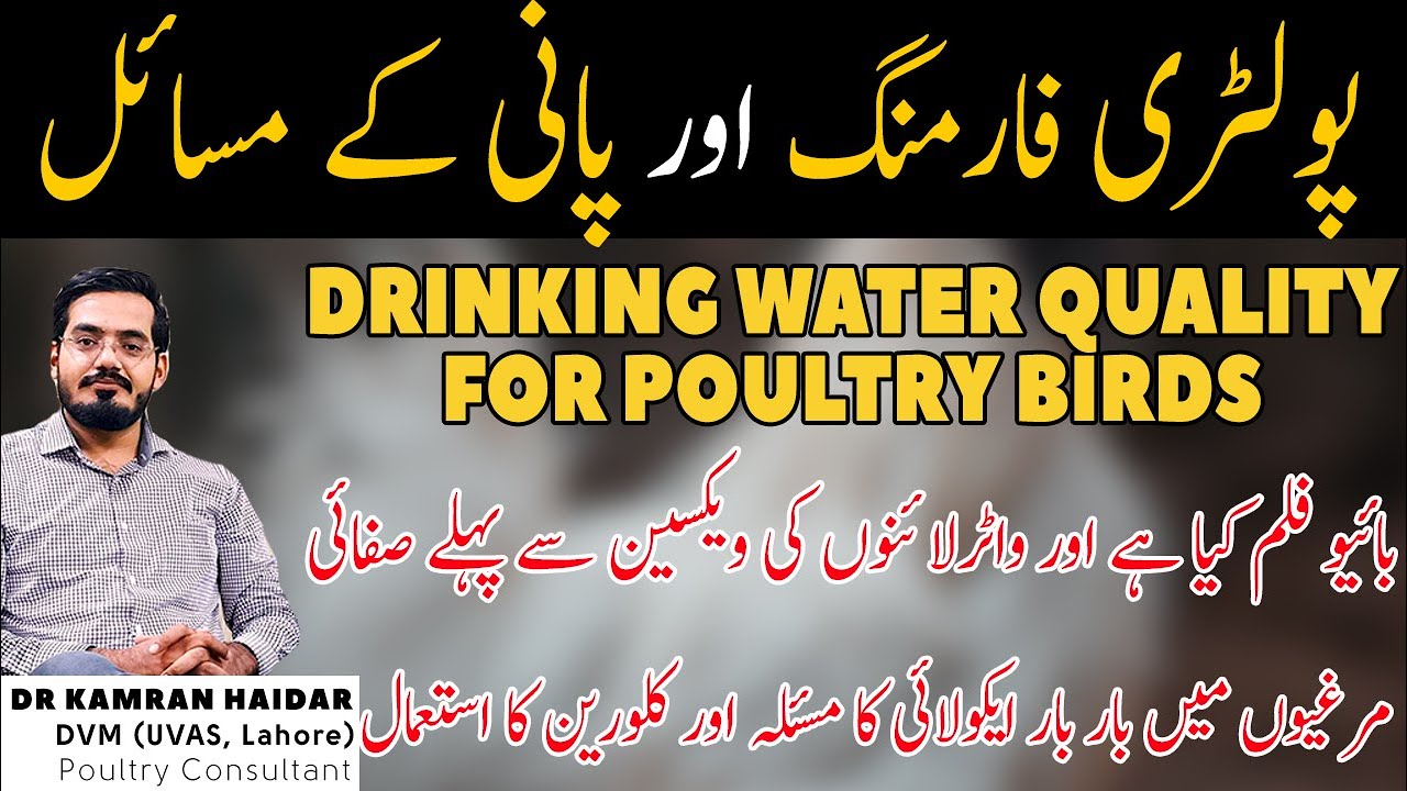 Water Quality for Chickens in Control & Open Shed | Water Disinfection & Management in Poultry