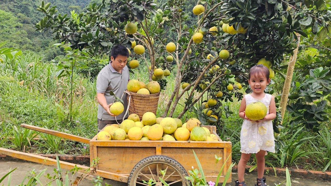 Harvesting the grapefruit garden on the farm and bring it to the market to sell.