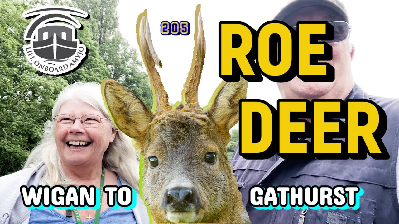 205  Close encounter of the Deer kind - Wigan to Gathurst #LifeOnboardAmyJo