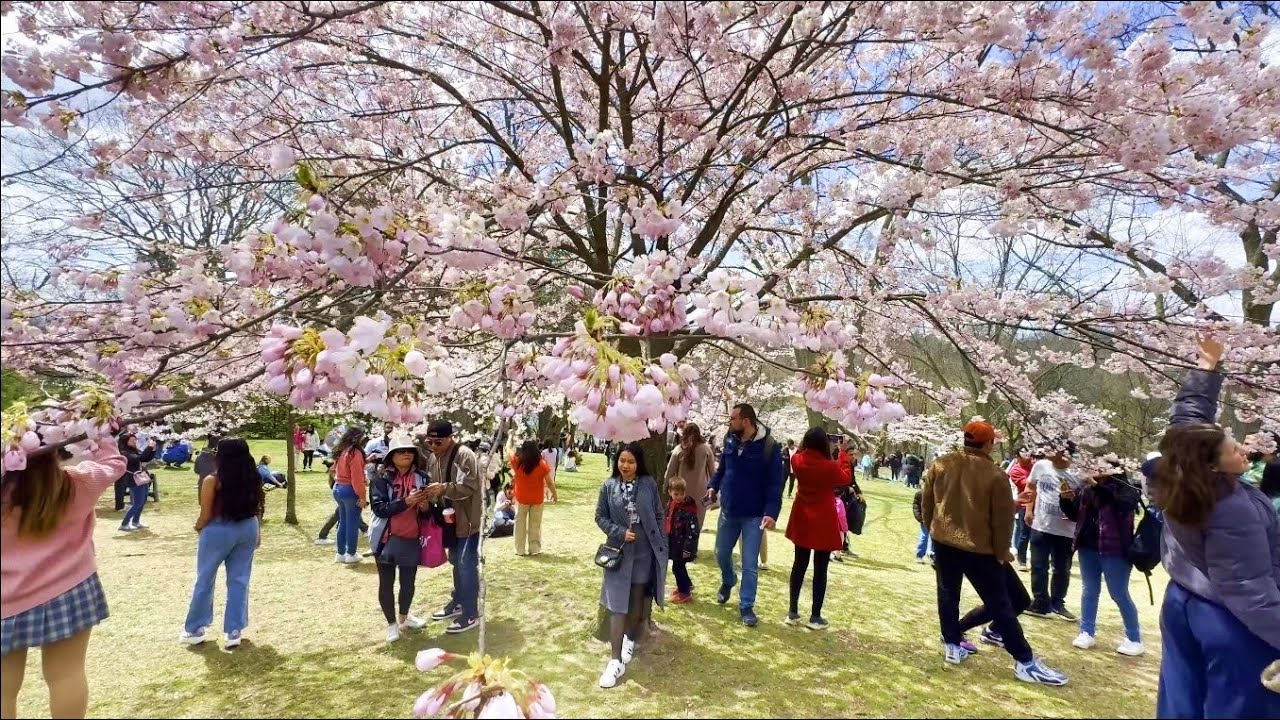 Cherry Blossoms in Toronto High Park - Toronto Canada Spring