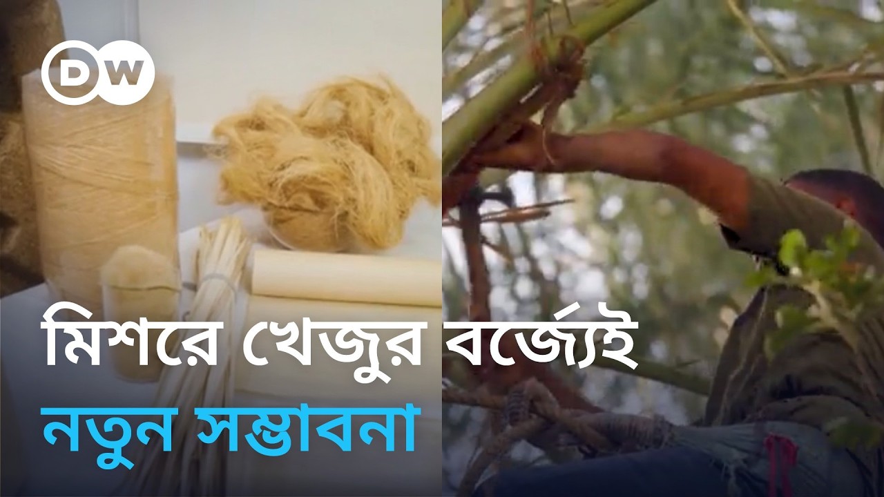 মিশরে খেজুর গাছের বর্জ্যের পুনর্ব্যবহার