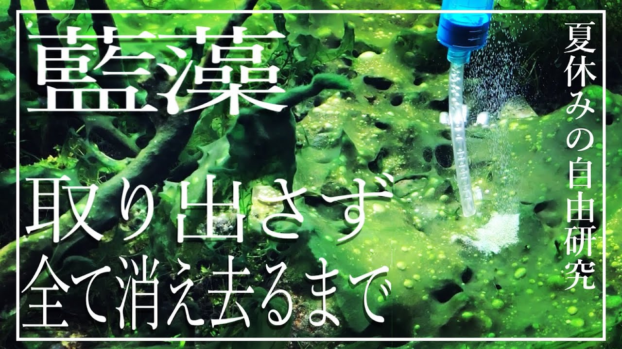 【ｱｸｱﾘｳﾑ】藍藻を消し去ってみた【真似はしないで下さい】