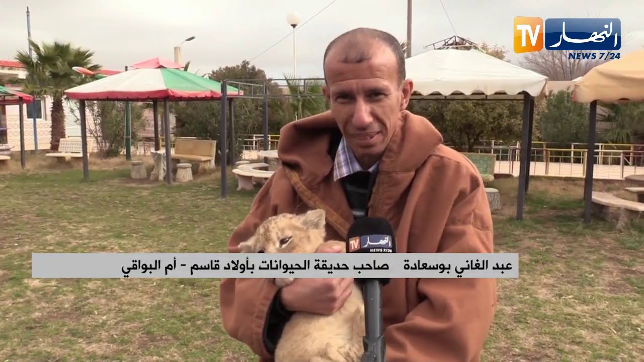 أم البواقي: ولادة نادرة لـ 6 أشبال من لبؤة أسد بحديقة الحويانات في أولاد قاسم