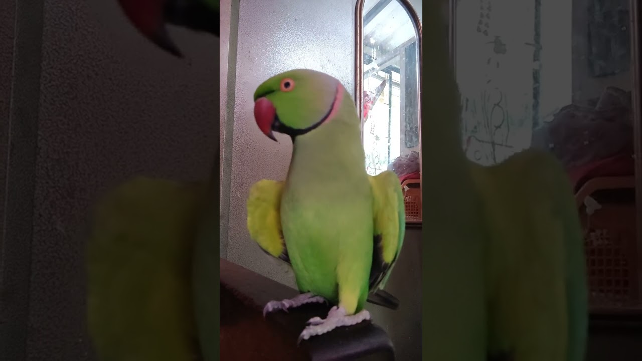 🦜🦜🦜🦜