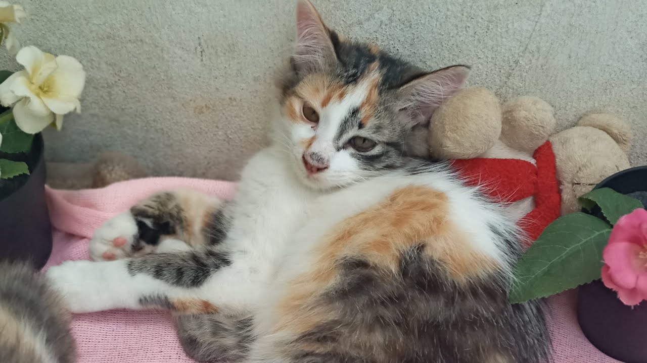 Time Machine Cats !!!! Longest Daily Cat's Story