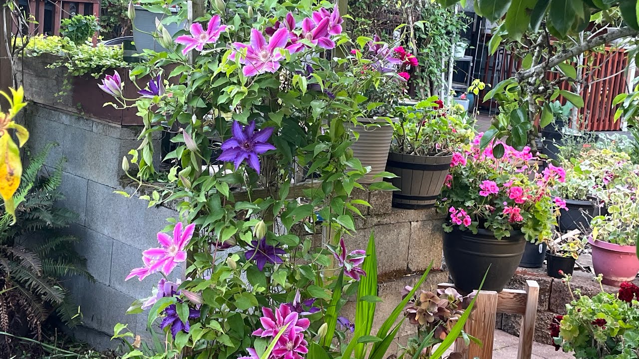 Tour por mi jardín en primavera