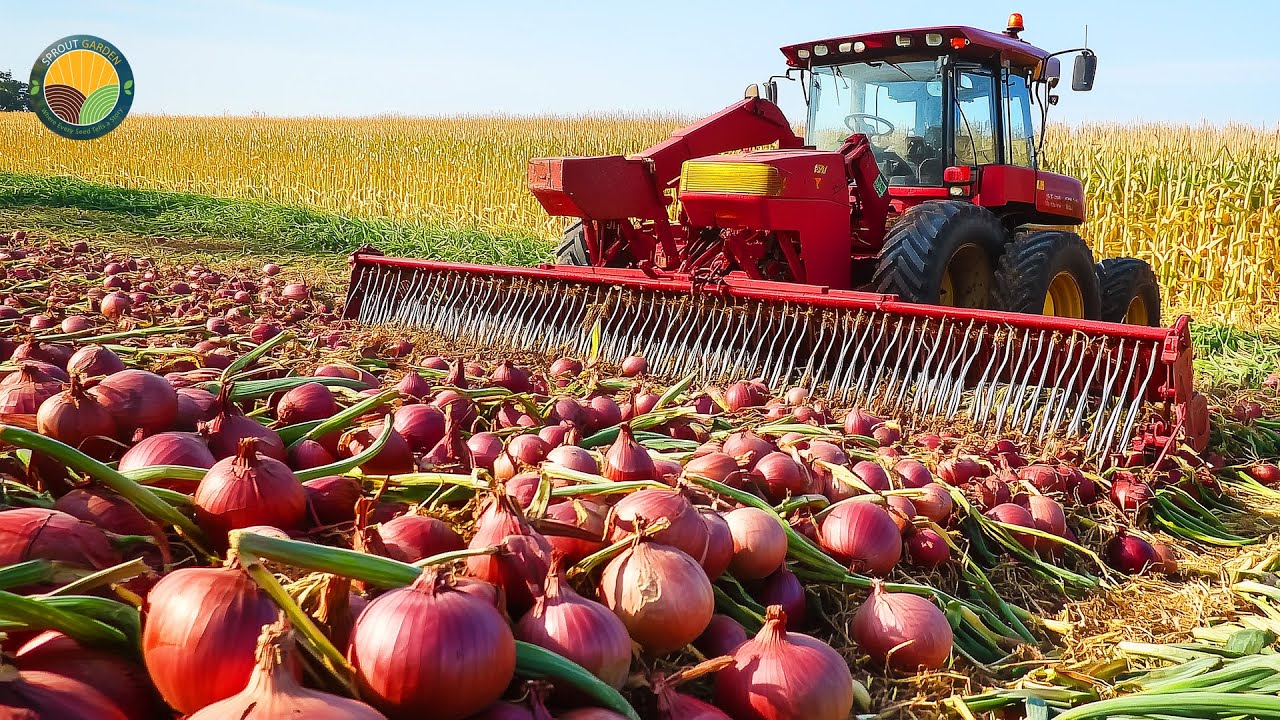How American Farmers Harvest 8.9 Billion Pounds Of Onions by Machine | Farming Documentary