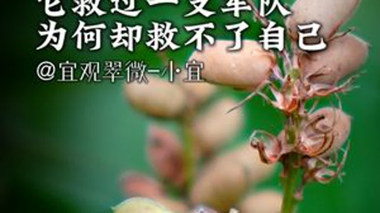 曾救过一支军队 为何却救不了自己？ 它叫——千斤拔！它长着一条笔直的根，很难被挖出来，所以又被人们称为“一条根”！它帮助人类疗愈病痛，却因人类贪婪，族群大大减少…… 你听说过它的名字吗...
