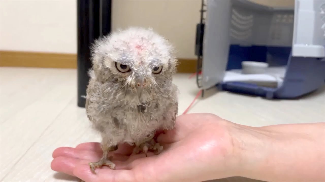 【お迎え初日】手のひらサイズの小さいフクロウがお家にやってきました