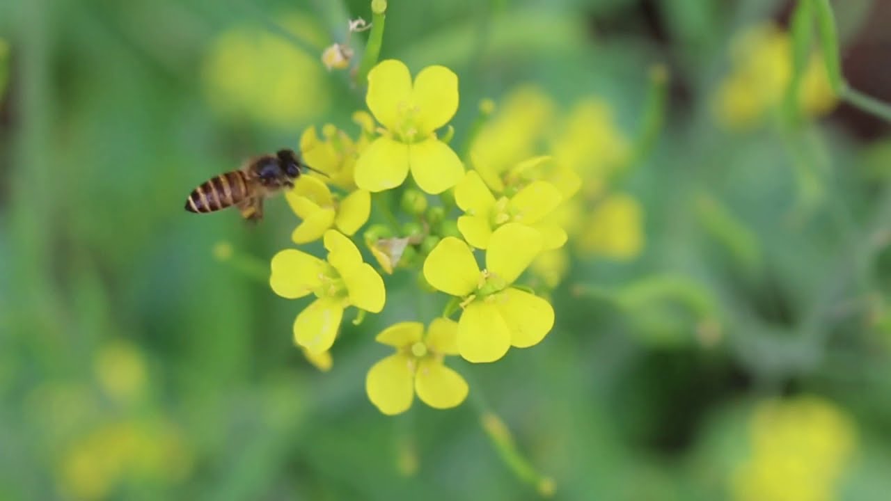 Bees and mustard flowers - relaxation with nature