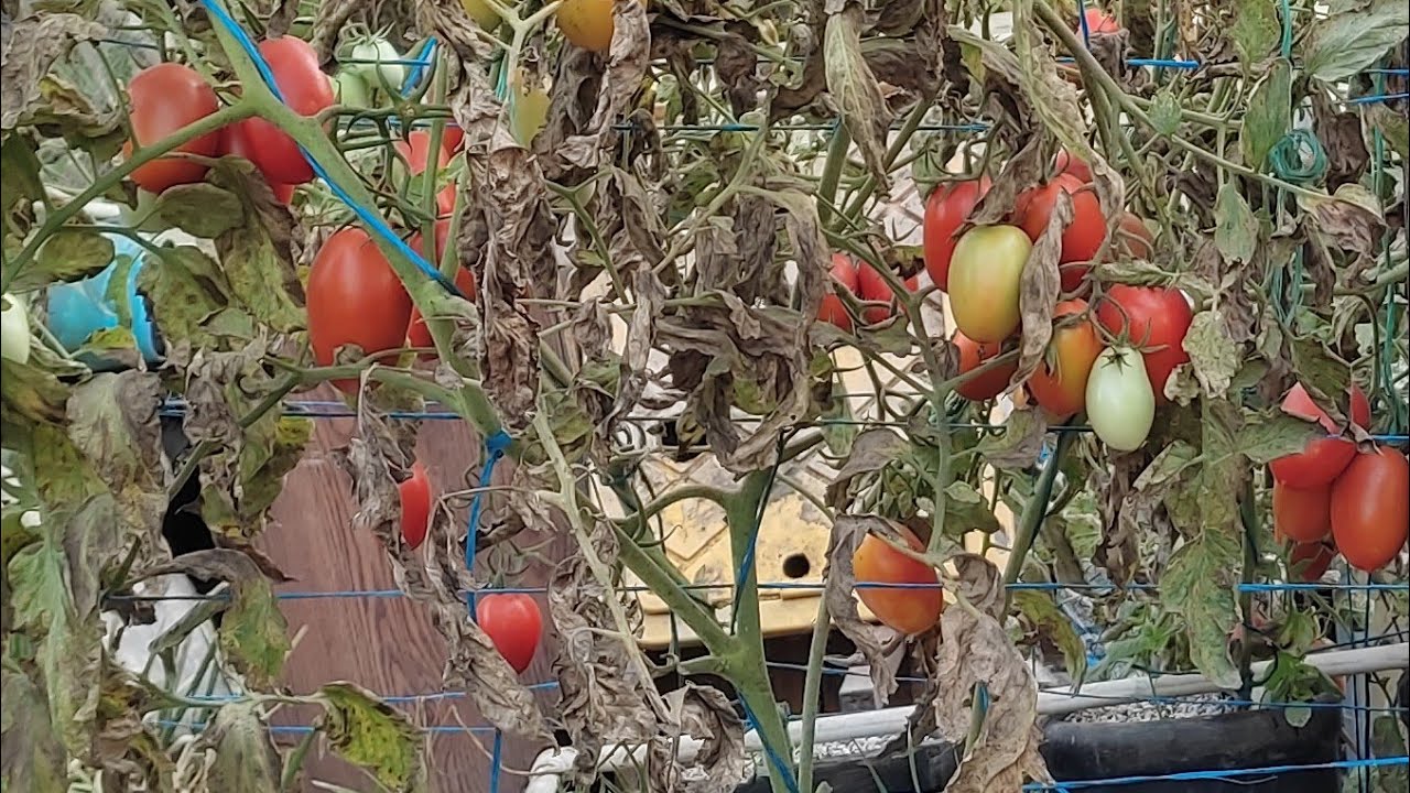 Cosechando tomates Hidroponicos