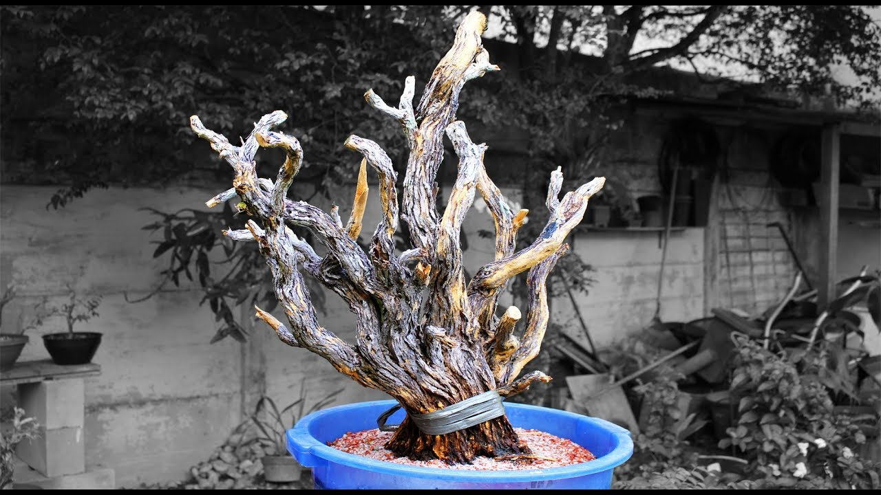 Técnica para salvar plantas coletadas de yamadori - Técnica do Envelopamento