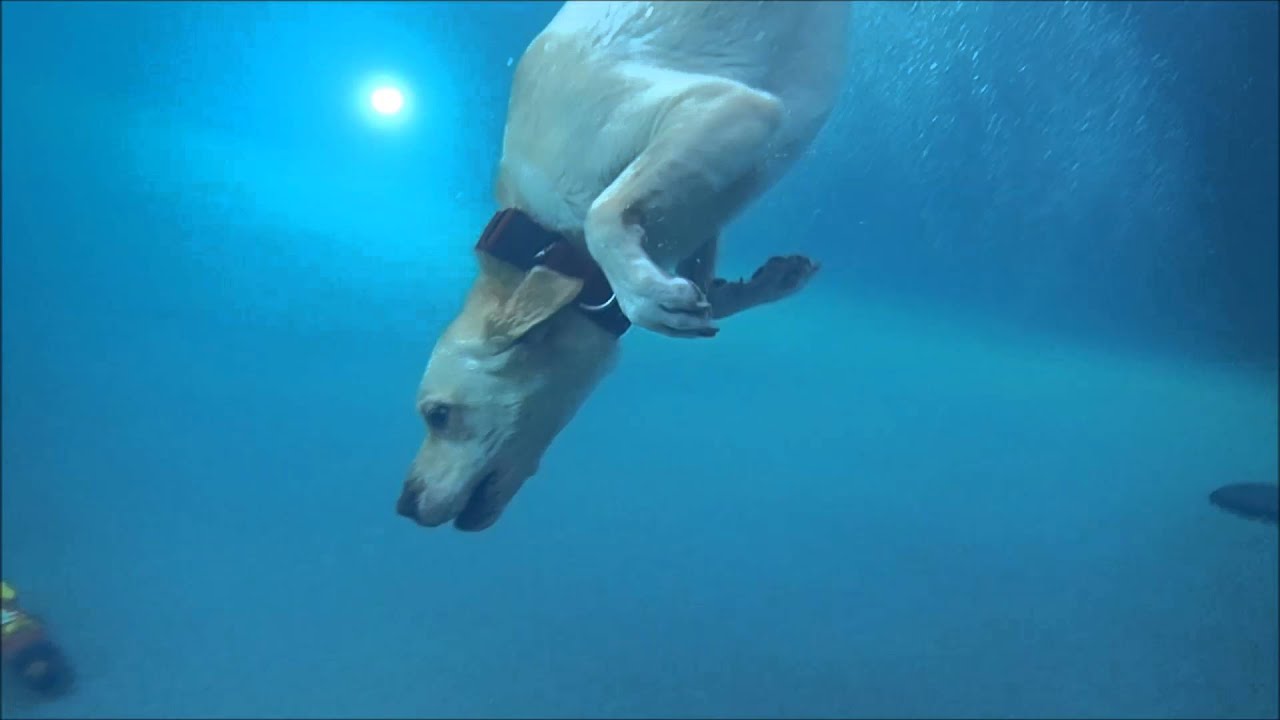 Labrador Retriever Keeper twisting down diving underwater in swimming pool for dog toy toypedo