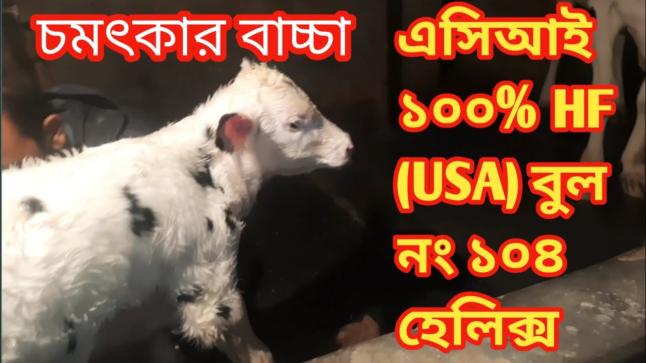 A C I 100% hf (usa)  bull no 104 Helix  কতো সুন্দর বাচ্চা !!