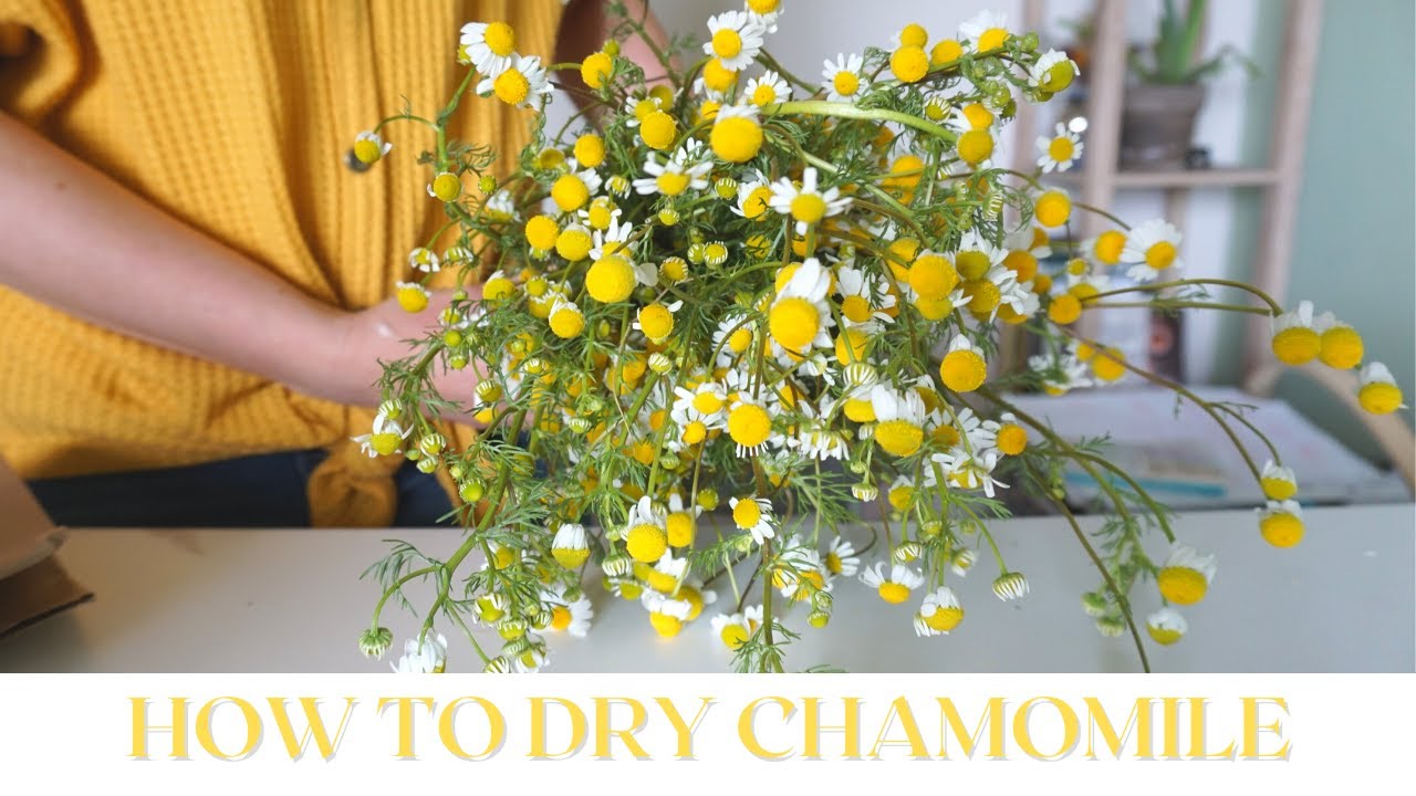 HOW TO DRY HERBS | CHAMOMILE