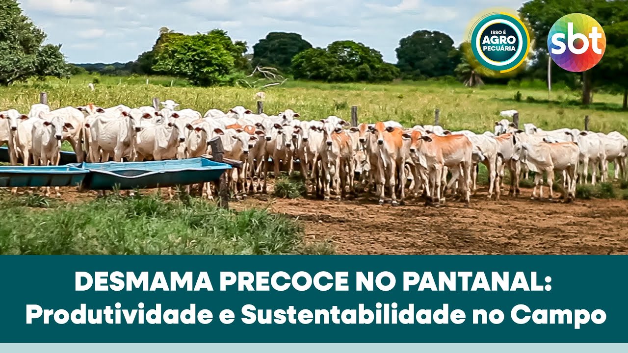 Desmama Precoce no Pantanal: Inovação Brasileira Atrai Olhares de pecuarista da Austrália