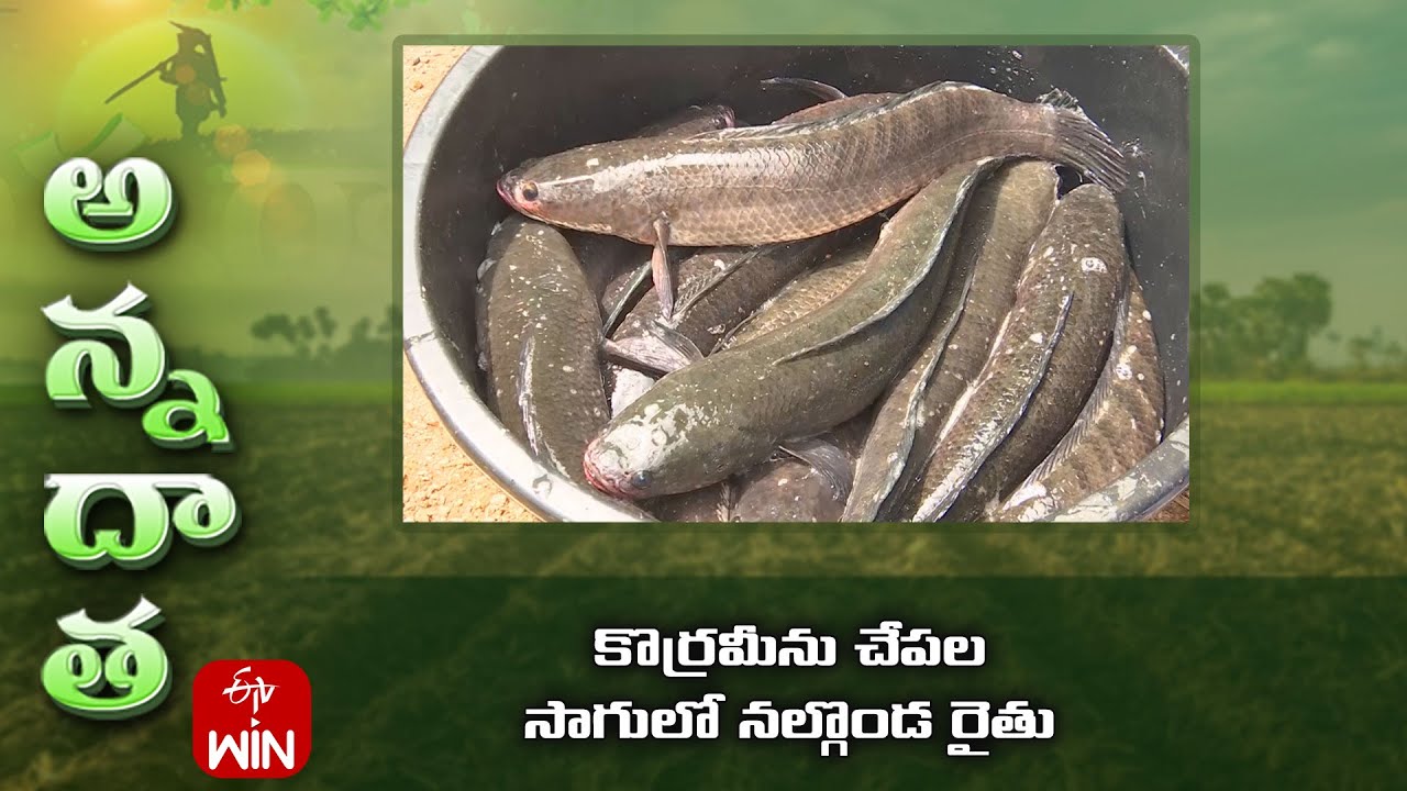 Korrameenu fish hatchery maintenance by Nalgonda farmer | ETV