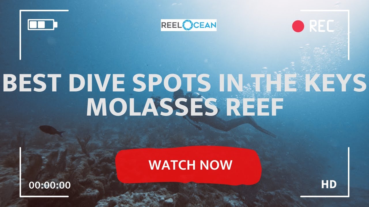 How to find the best dive spots in the Upper Florida Keys - 🌊 Molasses Reef - What you need to know!