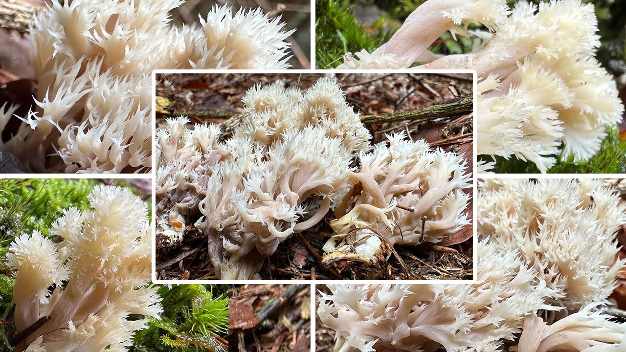 Kammkoralle essbar? Verwechslung & Portrait | Kammförmiger Keulenpilz, Clavulina coralloides