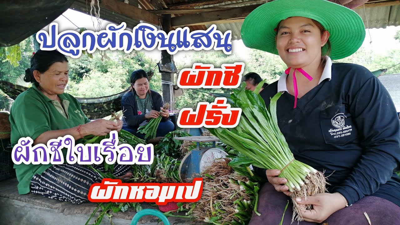 ผักเงินแสน​​:ปลูก​ผักชีฝรั่ง​แบบนี้มีรายได้ทั้งปี