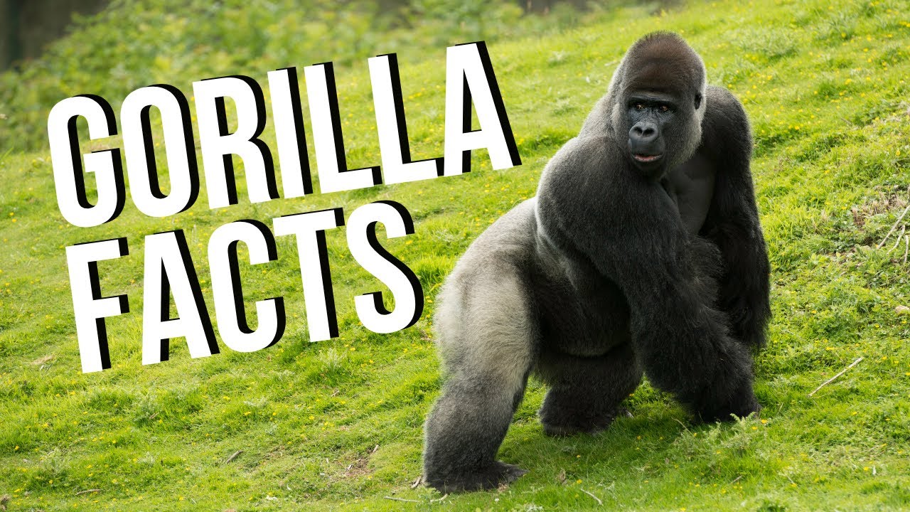 Cool Gorilla Facts That Will Leave You Amazed