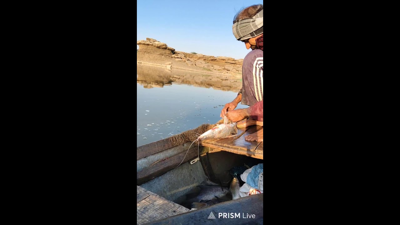 Live streaming of Kalisindh Fishing Part (247) #kalisindhfishing 