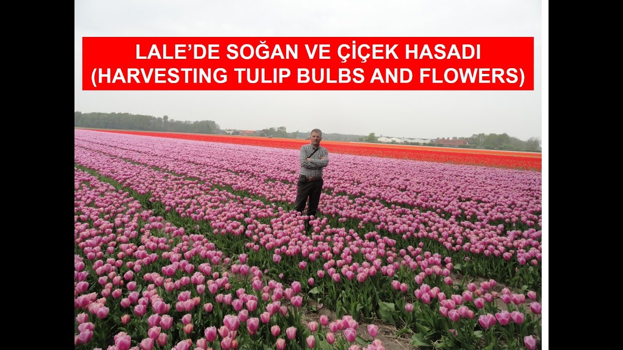 HARVESTING TULIP BULBS AND FLOWERS (LALE'DE SOĞAN VE ÇİÇEK HASADI)