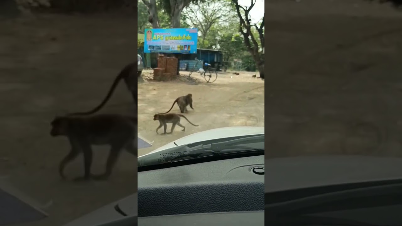 #monkey