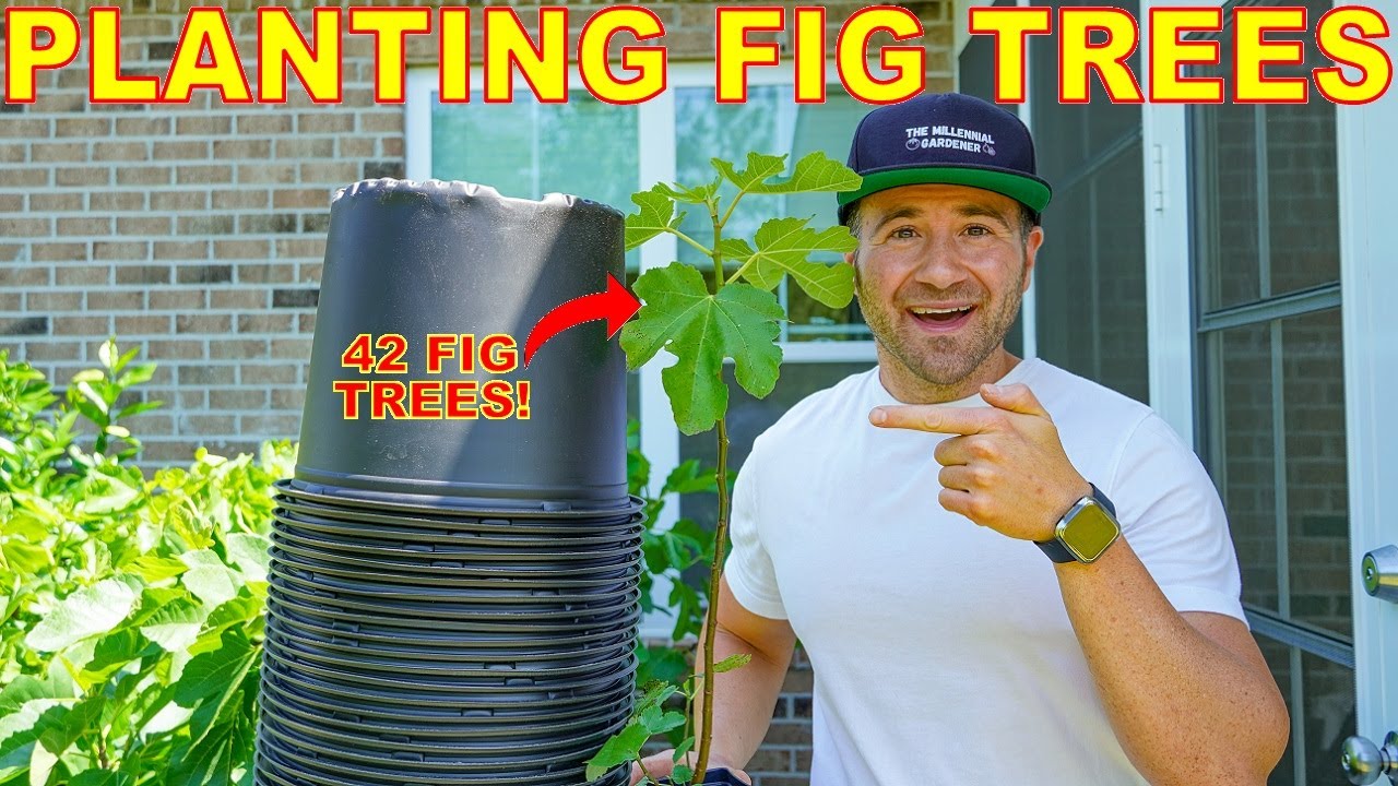 I'm Planting 42 FIG TREES! How To Plant Figs, Manage Suckers, Roots, Fig Rust, Fertilizing & MORE!