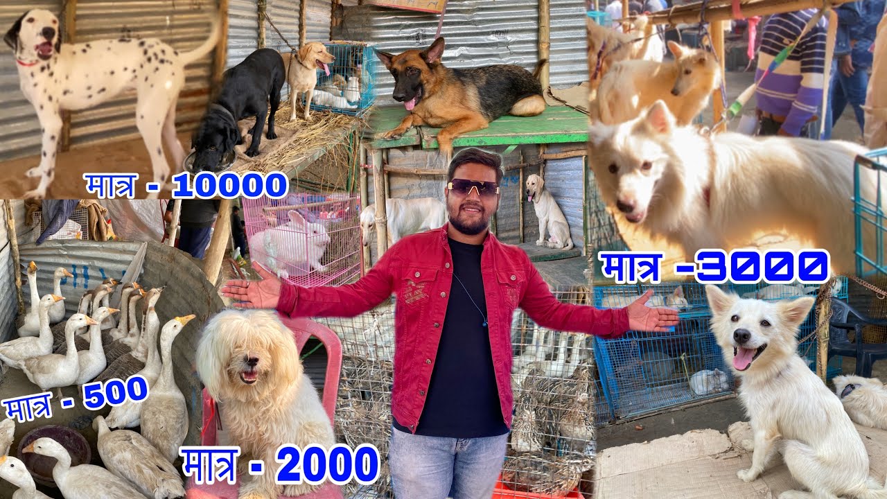 Bihar Sonpur Mela 2022 Ka Sabse Sasta Dog And Birds Market