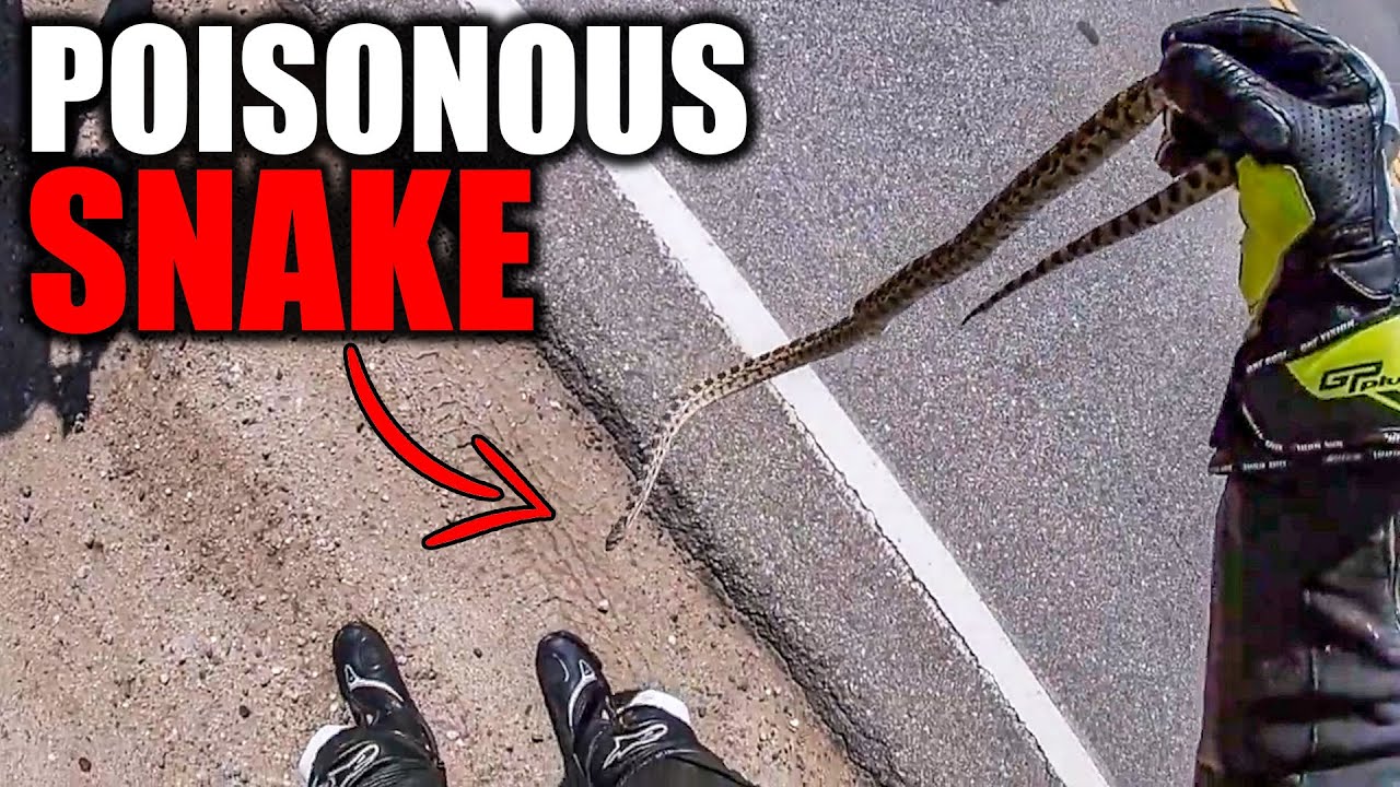 BIKER SAVES POISONOUS SNAKE | THIS IS WHY WE LOVE BIKERS 2020 |  [EP. 93]
