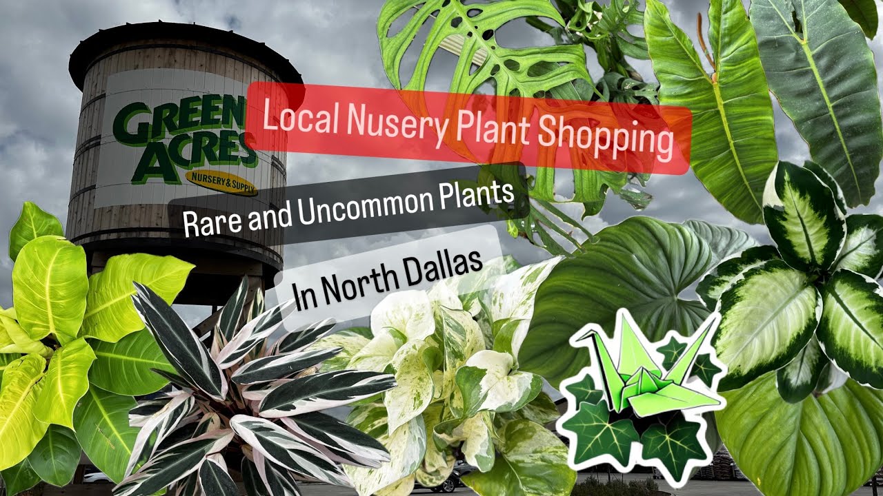 Big Box Store Plant Shopping Alternative Shop Green Acres Nursery For Indoor and Outdoor Plants