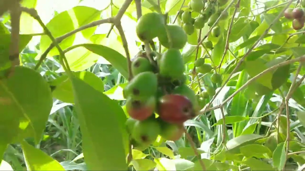 jamun ka ped 2 sal me fruit