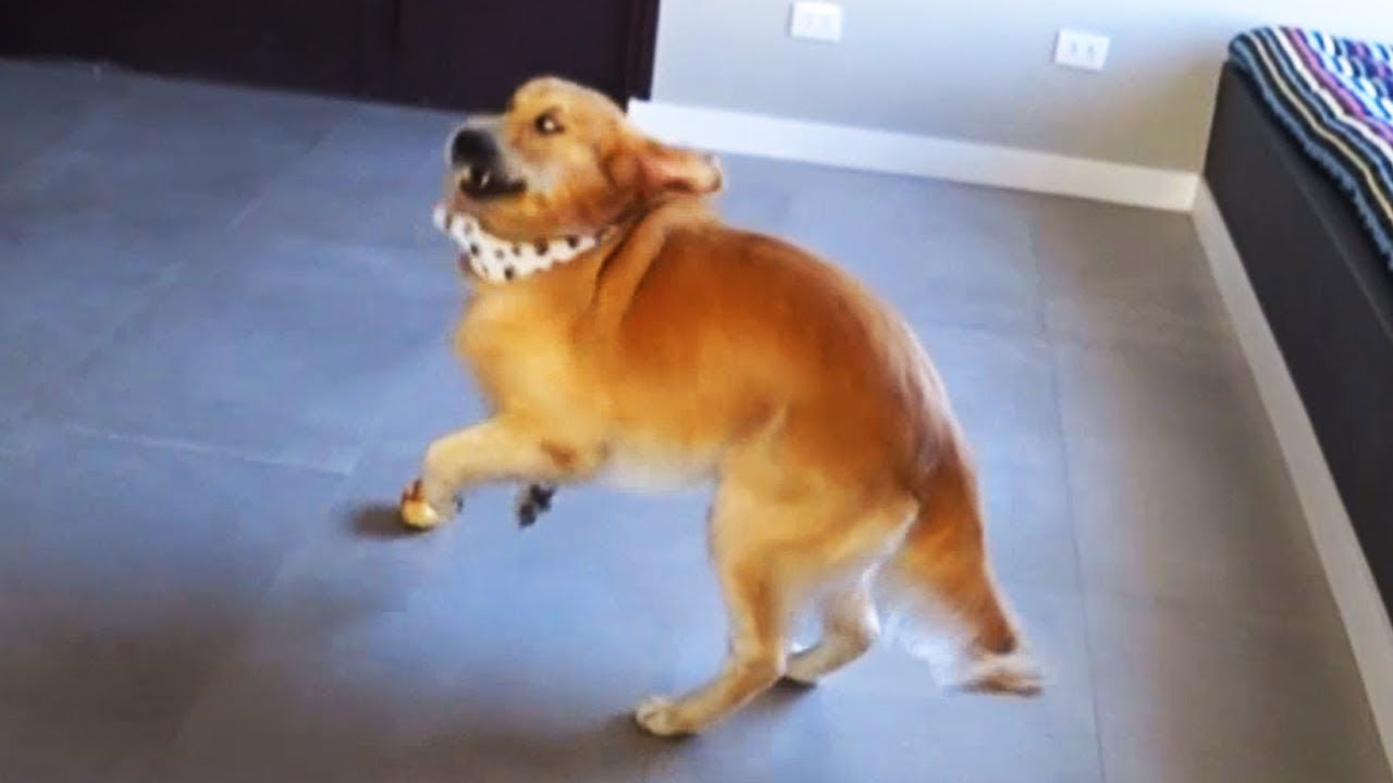 O SLINKY FICOU POSSUÍDO?