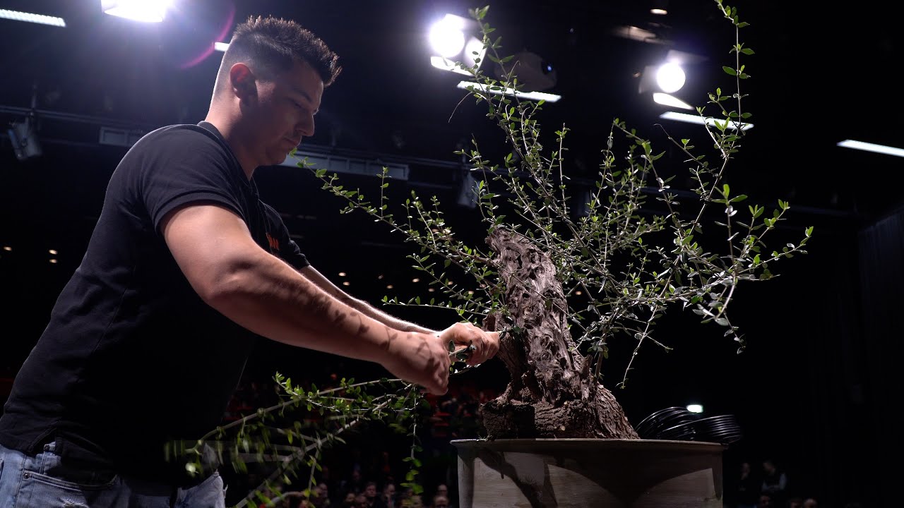 Yannick Kiggen styles an Olive Bonsai