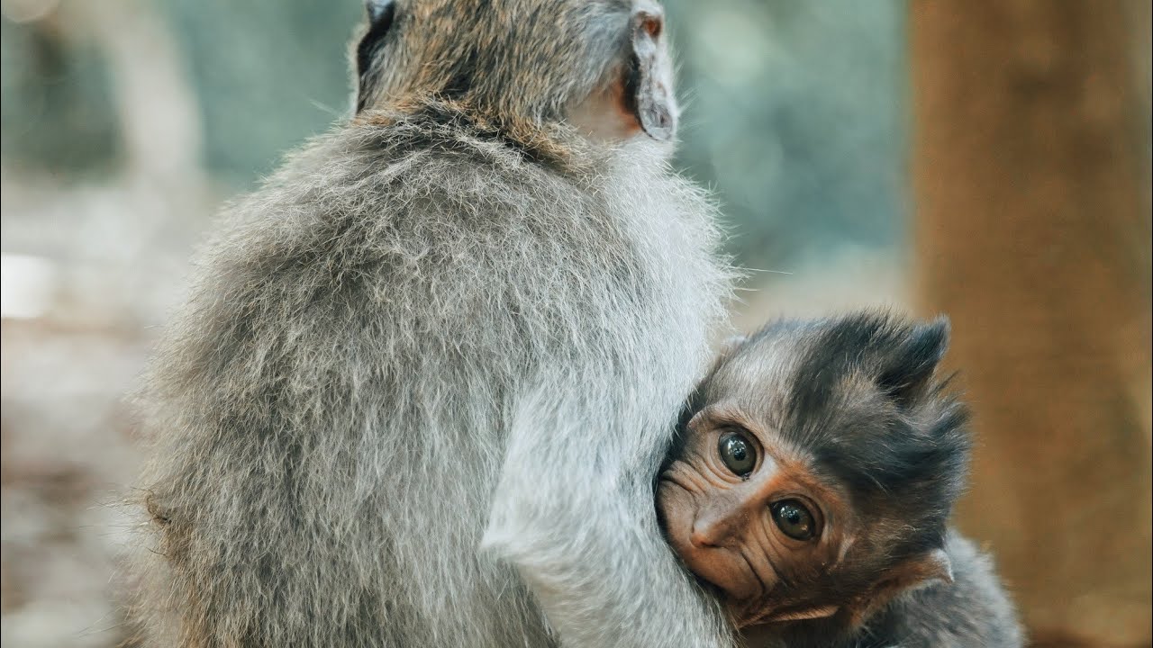 new monkey videos 2021 hd