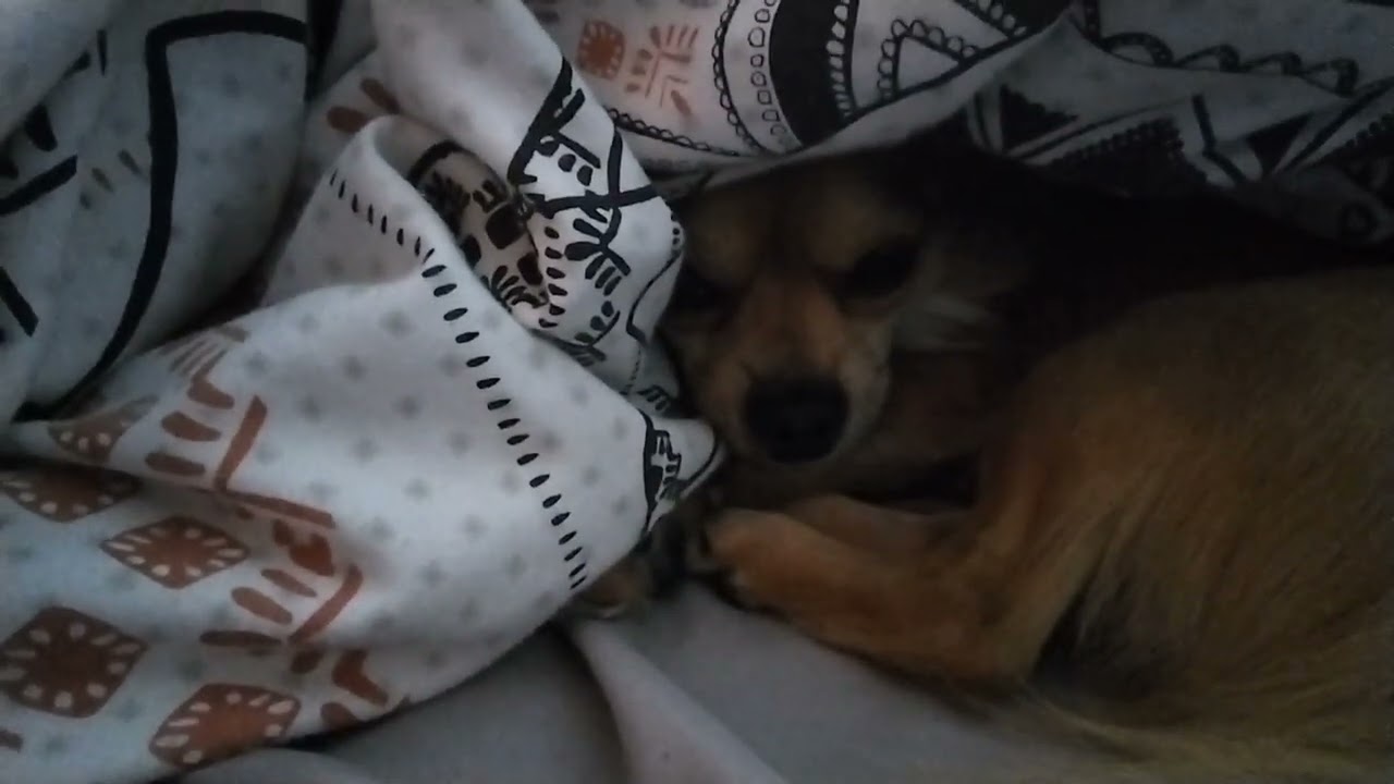 Dog cave
