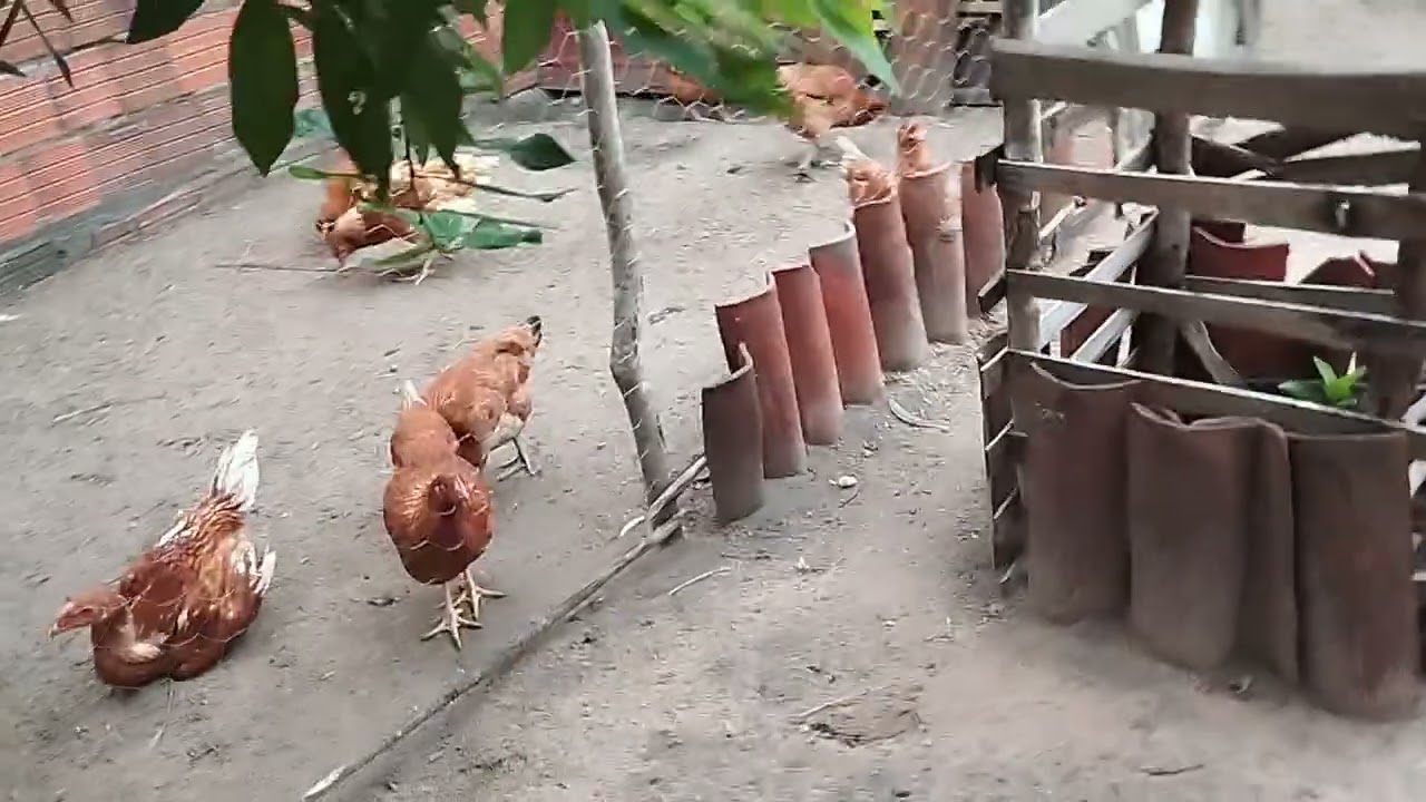 Colhendo ovos e falando um pouco sobre a criação 🐔🐓🐤🌽🏌️