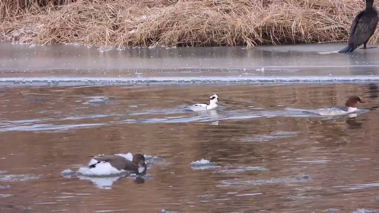 Ptaki w obiektywie amatora cz.25