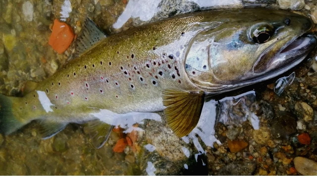 Magnifique TRUITE FARIO de 48cm prise juste aprés l'orage